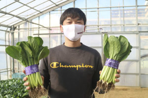 【ひらの農園】西船橋で作られる小松菜！船橋ブランドの小松菜ってどう作られているの？
