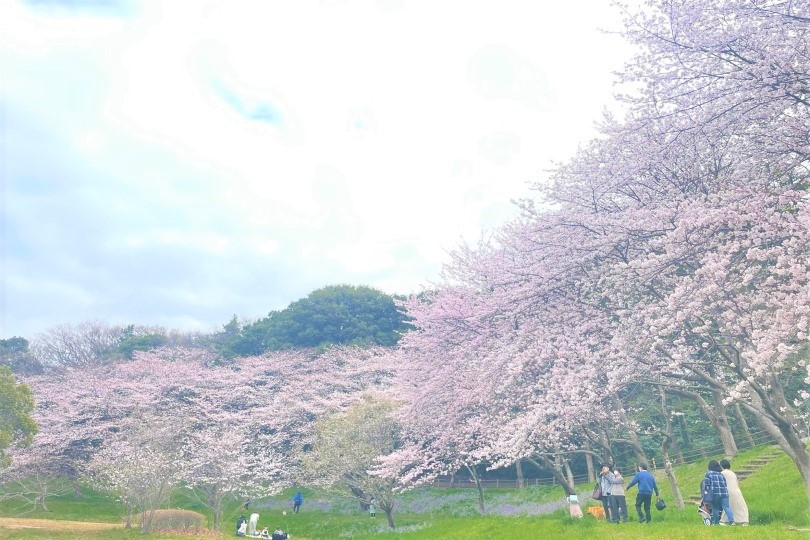 長津川ふれあい広場の桜