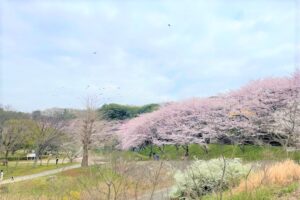 【長津川ふれあい広場】桜の時期には絶対訪れて欲しい公園！駐車場あり