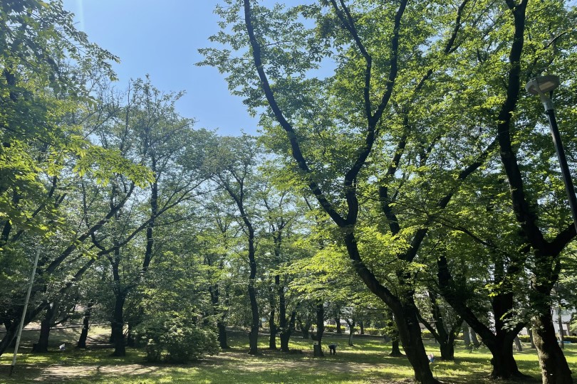 北習志野近隣公園の桜の木