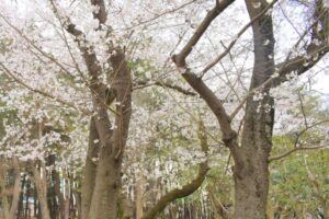 北習志野近隣公園の桜